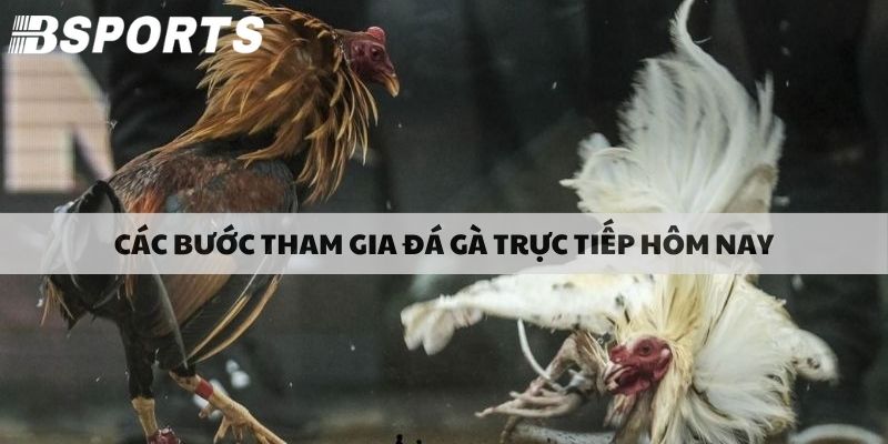 Các bước tham gia đá gà online trực tiếp hôm nay