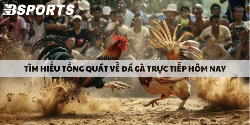 Tìm hiểu tổng quát về đá gà online trực tiếp hôm nay